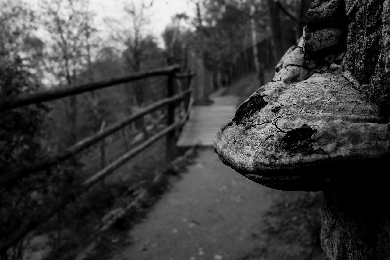 深圳地铁图最新动态更新,最新变化与线路进展