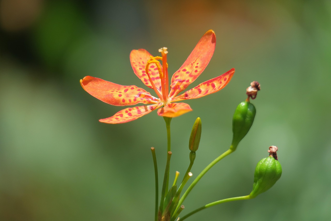 最新花艺培训，探索花艺世界的无限魅力
